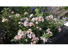 ������ �������