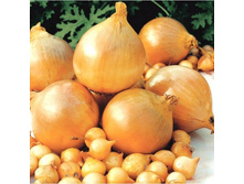 ��� �������, ������� �� 450��, 70��� (� �������� 27 �������).jpg