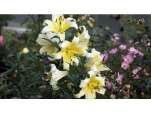 Lilium (�����) Shine On