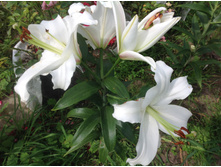 ����� ���� ���