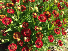 �������� ��� ����