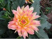 ������� ������� �����