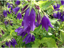 ����������� �������� ����� Purple Sensation