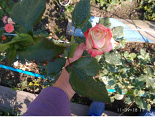IMG 20180911 111245.jpg