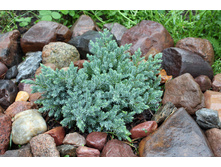 ������������ ���������� (Juniperus squamata Blue Star )
