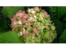 ��������� �������������� �������