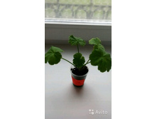 ���������� Johanna Fr.Sattraby