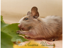 ������ 5-���-6.jpg