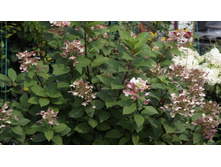 ���� ���