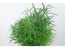 ��������� �������� (Asparagus falcatus) - 350 ���.