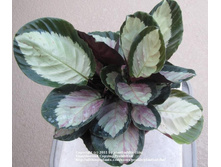 ������� ��������� ������� - 450- 500 ���.