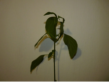 ���������� 100 �