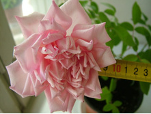 ���� ����������� - ������ �������� ..