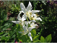 ������ �����