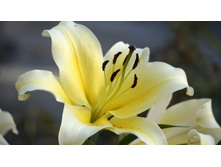 Lilium (�����) Shine On