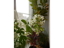 �������� ��������