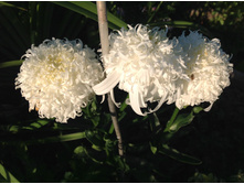 ������� �����