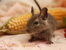 ������ 5-���-3.jpg