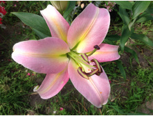 ����� ��������