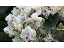 ��������� �������������� � ��� �� �������