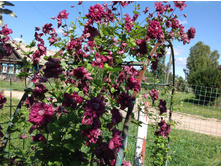 �������� �������� ����� �������