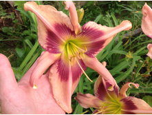 �������� ����� ������