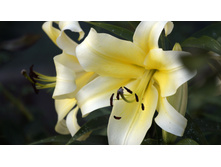 Lilium (�����) Shine On