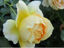 ���� Candlelight / ������