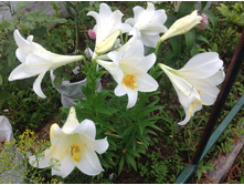 ����� �������