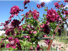 �������� �������� ����� �������