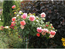 ����� ��� �����