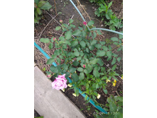 IMG 20180903 125116.jpg
