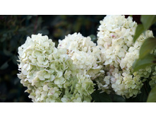 ��������� ����������� �������� �������