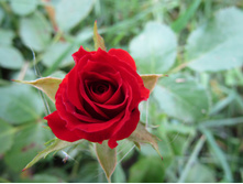 �������� ����� (SPRAY MIRABEL)