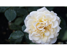 Miss Fine (���� �����)