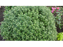 ��� ����� ������� ���� ������� ���� �������� ����� �����