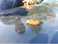 IMG 20180908 153722.jpg