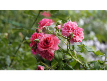 �������� �������