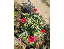 ���� ���� ������� IMG 20180911 111315.jpg