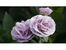 �������� ���