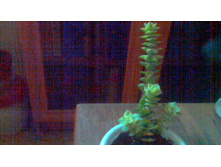 Crassula perforata variegata