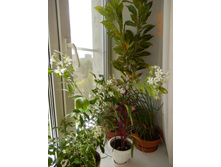 ������, �������� ��������