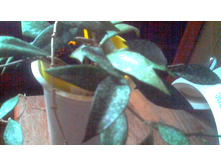 ���� Parviflora Splash