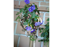 IMG 20180909 085216.jpg