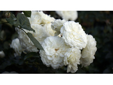 �������������� White Meidiland