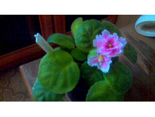 ������ ��-�������(�������������)