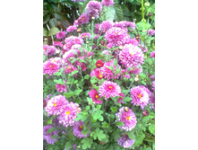 ���������� ��������-������� 100��� ( � ������� 10 ��).jpg