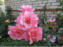 ���� Jazz / ������ ���������