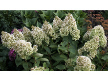 ����������� �����������