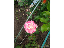 IMG 20180903 125136.jpg